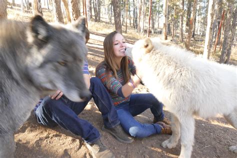 Colorado wolf and wildlife center - The video was uploaded by the Colorado Wolf and Wildlife Center. dailymail.co.uk | By Daily Mail. Timber wolf, Kekoa plays with wildlife worker and even licks her face! Timber wolf Kekoa, 8, happily plays with wildlife worker, Danielle. She cuddles him and he even licks her face. The video was uploaded by the Colorado Wolf and Wildlife Center.